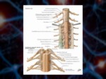 دانلود فایل پاورپوینت آناتومی سیستم عصبی بدن انسان صفحه 6 