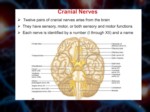 دانلود فایل پاورپوینت آناتومی سیستم عصبی بدن انسان صفحه 7 