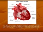 دانلود فایل پاورپوینت سیستم قلب و گردش خون صفحه 6 
