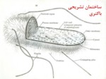 دانلود فایل پاورپوینت خوردگی و انواع آن صفحه 15 