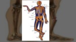 دانلود فایل پاورپوینت انواع استخوان ها صفحه 8 