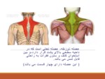 دانلود فایل پاورپوینت آشنایی با عضلات بدن انسان صفحه 10 