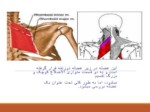 دانلود فایل پاورپوینت آشنایی با عضلات بدن انسان صفحه 12 