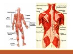دانلود فایل پاورپوینت آشنایی با عضلات بدن انسان صفحه 2 