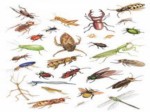 دانلود فایل پاورپوینت آیات قران در مورد حشرات صفحه 6 