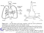 دانلود فایل پاورپوینت مدلسازی سیستم تنفسی Respiratory System Modeling صفحه 11 