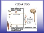 دانلود فایل پاورپوینت CNS & PNS صفحه 4 