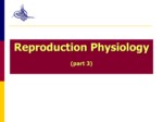 دانلود فایل پاورپوینت Reproduction Physiology ( 32 صفحه ) صفحه 1 