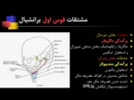 دانلود فایل پاورپوینت تکامل سیستم اسکلتی استخوان و عضلات صفحه 12 