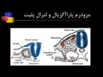 دانلود فایل پاورپوینت تکامل سیستم اسکلتی استخوان و عضلات صفحه 3 