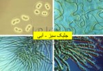 دانلود فایل پاورپوینت باکتریهای تثبیت کننده ازت مولکولی صفحه 5 