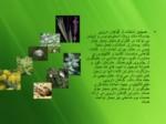 دانلود فایل پاورپوینت استفاده از گیاهان دارویی در طراحی فضای سبز شهری صفحه 19 