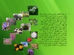 دانلود فایل پاورپوینت استفاده از گیاهان دارویی در طراحی فضای سبز شهری صفحه 9 