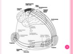 دانلود فایل پاورپوینت سیستمهای عصبی و عضلانی وعقده های قاعده ای صفحه 14 