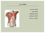 دانلود فایل پاورپویتنت آناتومی بدن انسان صفحه 2 