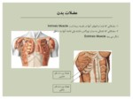 دانلود فایل پاورپویتنت آناتومی بدن انسان صفحه 3 