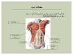 دانلود فایل پاورپویتنت آناتومی بدن انسان صفحه 6 