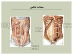 دانلود فایل پاورپویتنت آناتومی بدن انسان صفحه 7 