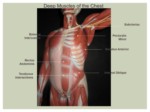 دانلود فایل پاورپویتنت آناتومی بدن انسان صفحه 8 