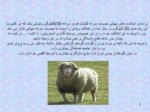 دانلود فایل پاورپوینت پروژه پروار 100 راس گوسفند بلوچی صفحه 4 