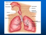 دانلود فایل پاورپوینت ICU صفحه 5 