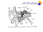 دانلود فایل پاورپوینت فیزیک گوش و شنوایی صفحه 3 