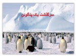 دانلود فایل پاورپوینت سرگذشت یک پنگوئن صفحه 1 