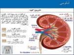 دانلود فایل پاورپوینت CT kidnay صفحه 2 