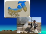 دانلود فایل پارپوینت پنج چالش اصلی محیط زیست ایران صفحه 4 