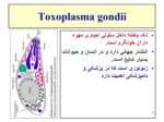 دانلود فایل پاورپوینت انگل Toxoplasma gondii صفحه 1 