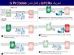 دانلود فایل پاورپوینت نقش های پیام رسانی GPCRs در رونویسی ژن و بیولوژی سرطان صفحه 11 