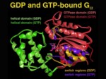 دانلود فایل پاورپوینت نقش های پیام رسانی GPCRs در رونویسی ژن و بیولوژی سرطان صفحه 9 