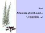 دانلود فایل پاورپوینت شاه بلوط هندی Aesculus hippocastanum L . تیره هیپوکاستاناسه صفحه 20 