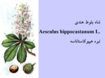 دانلود فایل پاورپوینت شاه بلوط هندی Aesculus hippocastanum L . تیره هیپوکاستاناسه صفحه 2 