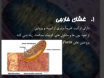 دانلود فایل پاورپوینت سلولی پیشرفته ( مفاهیم میتوکندری Mitochondria ) صفحه 8 