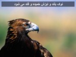 دانلود فایل پاورپوینت زیبای زندگی عقاب ها صفحه 5 