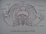 دانلود فایل پاورپوینت تحلیل حرکتی ناهنجاری شانه نابرابر صفحه 7 