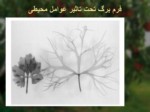 دانلود فایل پاورپوینت اندام شناسی درختان میوه صفحه 15 