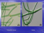 دانلود پاورپوینت کنترل بیوژیکی کپک سفید کاهو با استفاده از سیانو باکتریها صفحه 8 