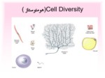 دانلود فایل پاورپوینت Cell Diversity ( هومئوستاز ) صفحه 1 