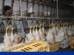 دانلود فایل پاورپوینت اصول بهداشت وبازرسی گوشت در کشتارگاه طیور صفحه 15 