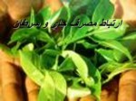 دانلود فایل پاورپوینت ارتباط مصرف چای و سرطان صفحه 2 