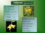 دانلود فایل پاورپوینت تیره Fabaceae صفحه 3 
