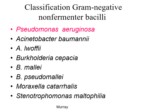دانلود فایل پاورپوینت باسیلهای گرم منفی غیرتخمیری Gram - negative nonfermenter bacilli صفحه 8 