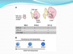 دانلود فایل پاورپوینت Hematology صفحه 8 