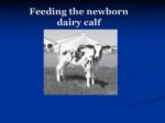 دانلود فایل پاورپوینت Feeding the newborn dairy calf صفحه 1 