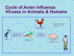 دانلود فایل پاورپوینت آنفلوانزای پرندگان تهدیدی برای ظهور پاندمی صفحه 15 