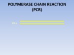 دانلود فایل پاورپوینت واکنش زنجیره ای پلی مراز صفحه 13 