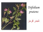 دانلود فایل پاورپوینت انواع گیاهان خاص صفحه 19 