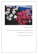 دانلود مقاله گل میخک - گلی با رنگهای زیاد صفحه 1 